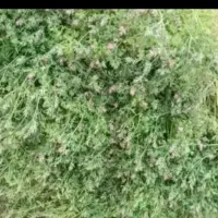 شاطره خشک مناسب عرق گیری طبع خنک