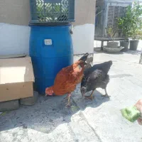 مرغ و خروس