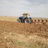 گندم آبی چمران ۲