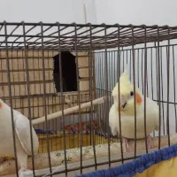عروس هلندی