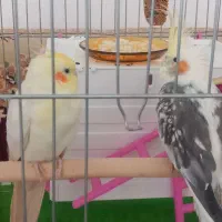 عروس هلندی مولد