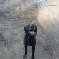 سگ سرابی ماده
