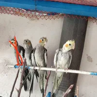 جوجه عروس هلندی