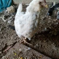 مرغ گلین طوسی