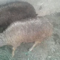 2تا بره گیج