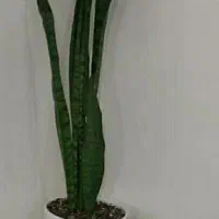 گلدان سرامیکی