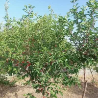 خانه-باغ-دهقاضی-تخفیف-خوب-پای-معامله
