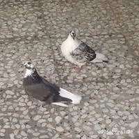مفلق کبوتر