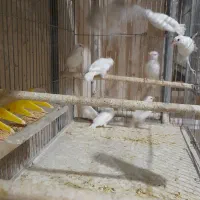 فنچ نرگسی