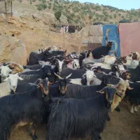 فروش بز وتی بز وچپیش چاق درجه یک کشتاری
