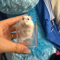 همستر روبروفسکی