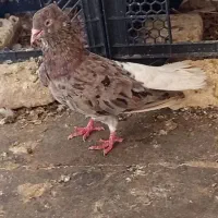 سوسنگرد