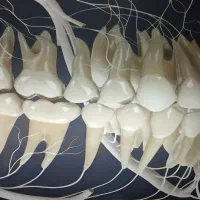 دستیار دندانساز و لابراتوار