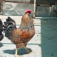 خروس گلین