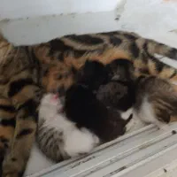 گربه مادر با چهار توله