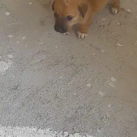 سگ پاکوتاه