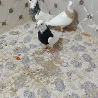 طوقی|پرنده|کوهرنگ, |دیوار
