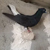 کبوت ر زاغ دم سفید