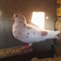 کفتر