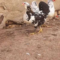 تخم مرغ گلین و خروس گلین