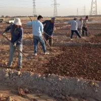 اجاره زمین زعفران با پیاز