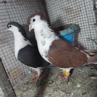 کفتر رنگه سار