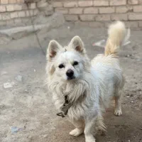 سگ پامر