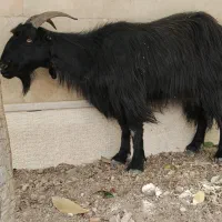 یک عدد بز ترکی به علت کمبود جا