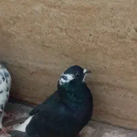 کاکلی پا پر