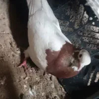 کبوتر