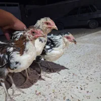 جوجه گلین
