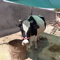 گاو هلشتاین