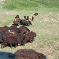 بره نر قزل افشار