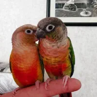 جفت گرینچیک یلوساید رد نرو آناناسی رد ماده رام۲سال
