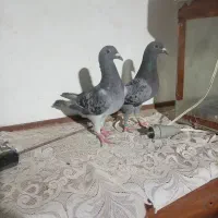 کبوتر
