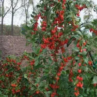 نهال گوجی بری قرمز