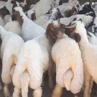 ۱۱۰راس بره نر پروار سرک دار ایلام.ابدانان