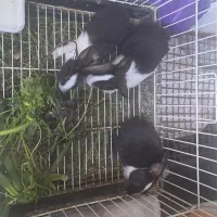 بچه خرگوش