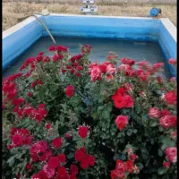 باغ