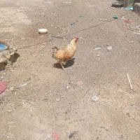 خروس رسمی اصل