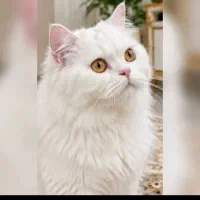 بریتیش لانگ هیر وارداتی  وایت  ماده فحل جهت جفت