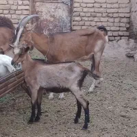 دو عدد بز الپاین شیرا. سانن