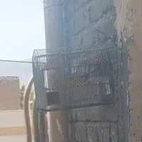 سهره سرسیاه