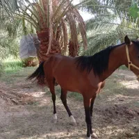 اسب گم شده اگر کسی دید مژدگانی داره