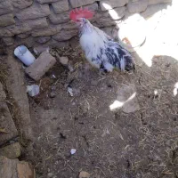 فروش خروس محلی گلین