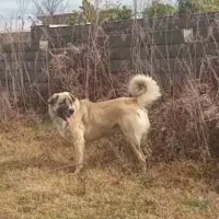 سگ اصیل سراب شاهسون