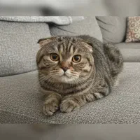 گربه اسکاتیش فولد تبی نر قیمت مناسب