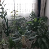 فروش گل به صورت تک و عمده