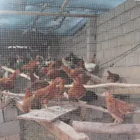 مرغ جوان و واروک دم تخم