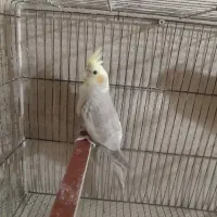 طوطی عروس جفت آماده